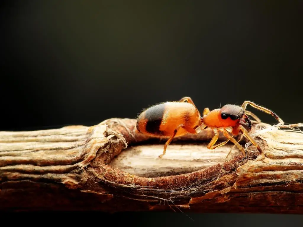 Комплект алюминиевых колец для макросъемки для CANON/NIKON/SONY/PENTAX/M42