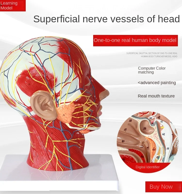 Human skull with muscular, neurovascular, model, cosmetic facial nerve microplastic, medical anatomy