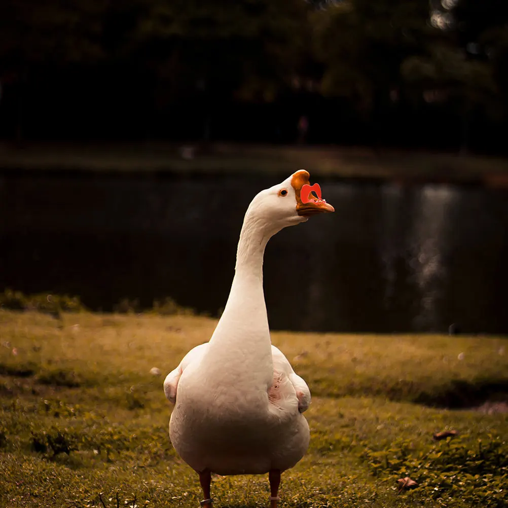 

100Pcs Muscovy Goose Glasses Anti-Pecking Large Eye Mask Livestock Protective Farm Accessories to Reduce Feed Consumption Egg