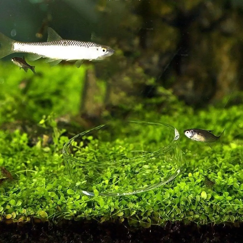 وعاء تغذية حوض السمك من الأكريليك مع كوب شفط، وعاء تغذية جوي عالمي، طبق تغذية جمبري السمك الشفاف #2