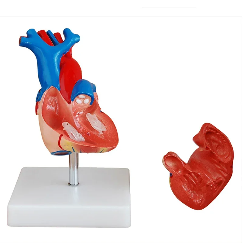 

Life Size Heart Anatomical Human Anatomy Heart Model for Students Education