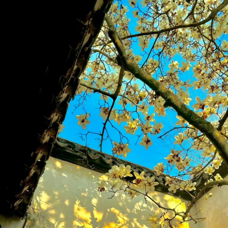 

FLYCOLOR WIFI Programming Module - Wireless App Programming & Real-Time Data Monitoring for Kraken WinDragon Series ESC