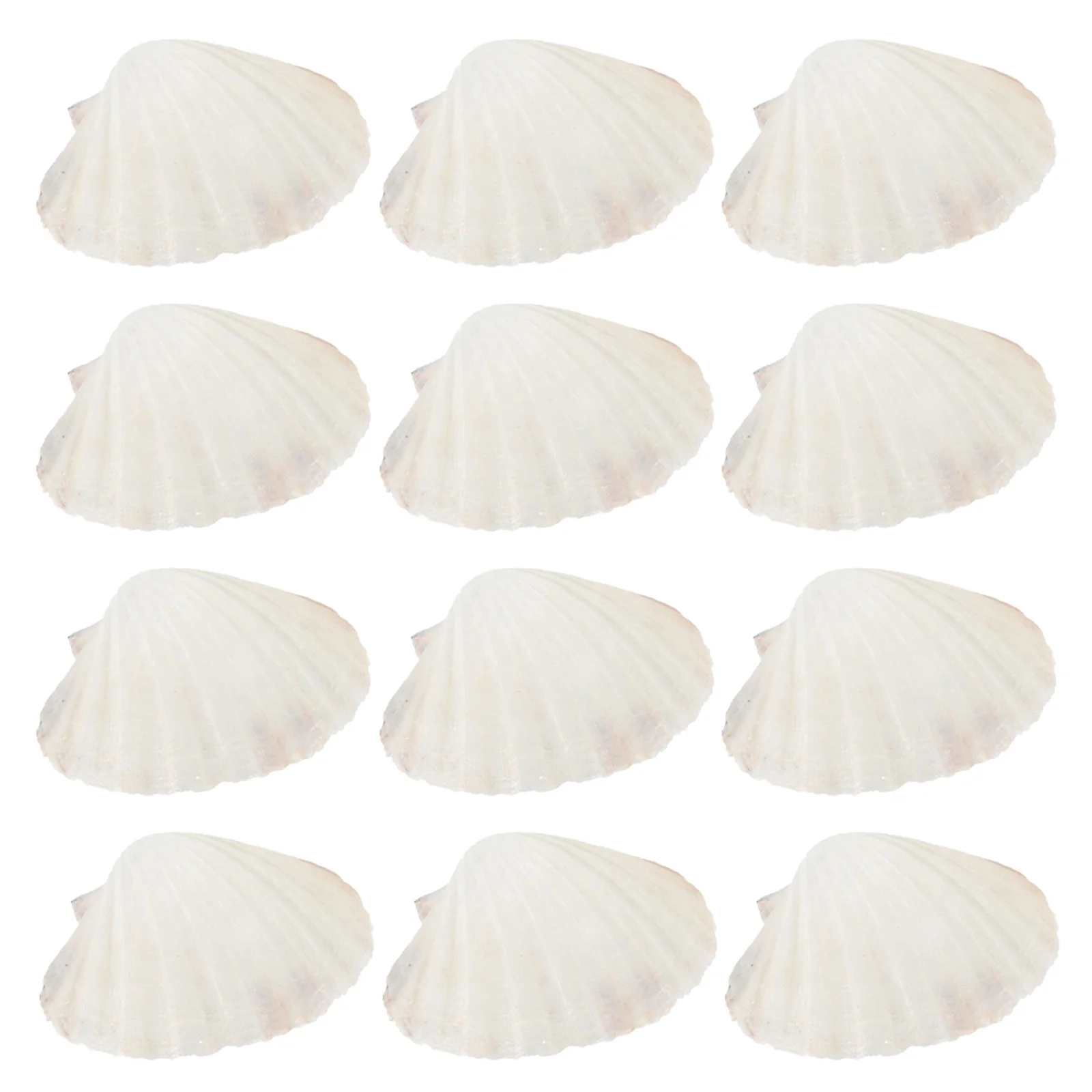 

20pcs Natural Sea Shells Scallop Baking Serving Plates Heat Resistant Reusable Shell Dinnerware For Grilling Seafood Diy Crafts
