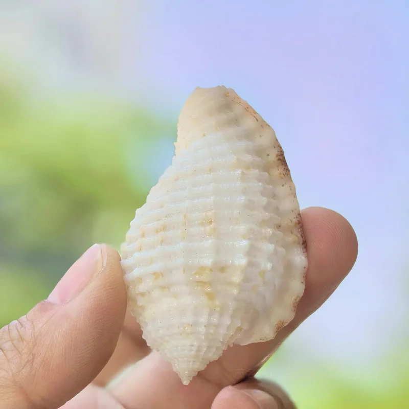 Shell Conch Square-Patterned Wrinkled Snail Aquarium Landscaping Decoration Ornament Home Prop Specimen Snail