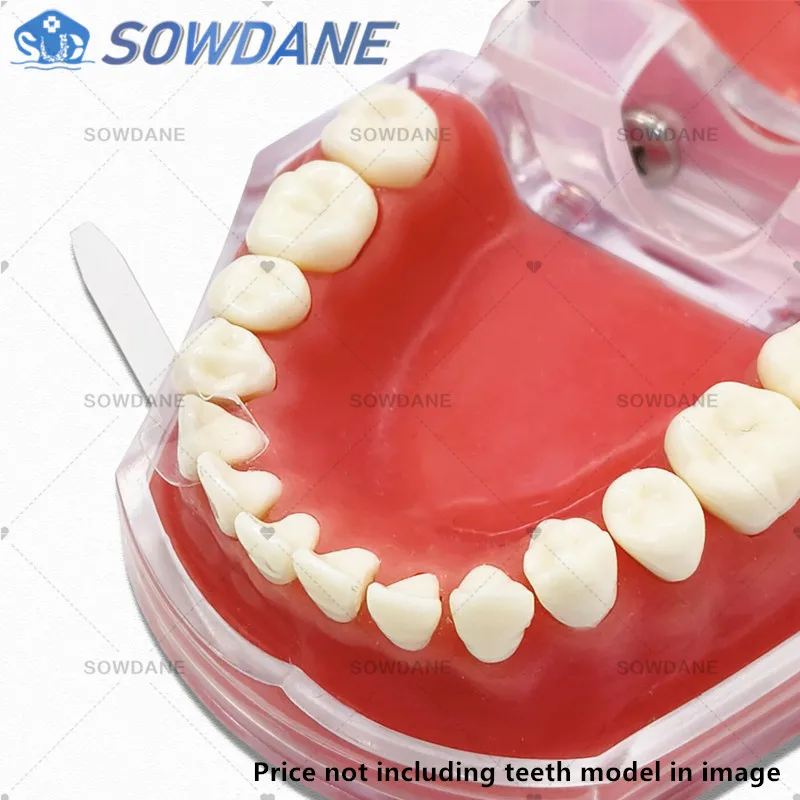 Dental Sectional Contoured Matrice Dental Transparent Proximal Anterior Matrix Dental Strips Cervical Matrices Dentist Material