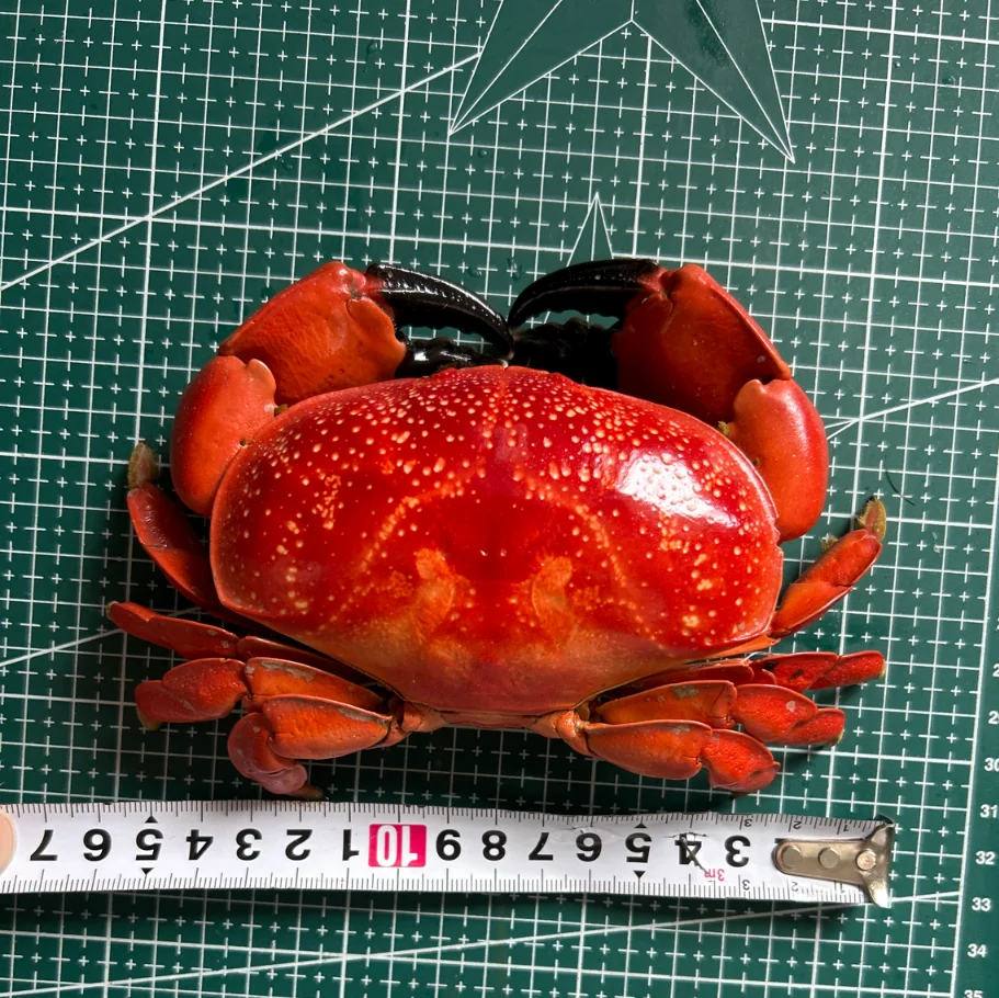 

Супербольшой краб Айцзе, 10-16 см, готовая коллекционная фигурка для демонстрации, подарочная упаковка