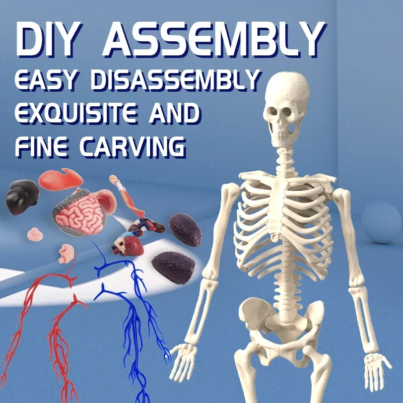 Human Skeleton Early Education Toy for Children Science Cognitive 3D Anatomy Organ Assembly DIY Puzzle Mannequin Birthday Gifts