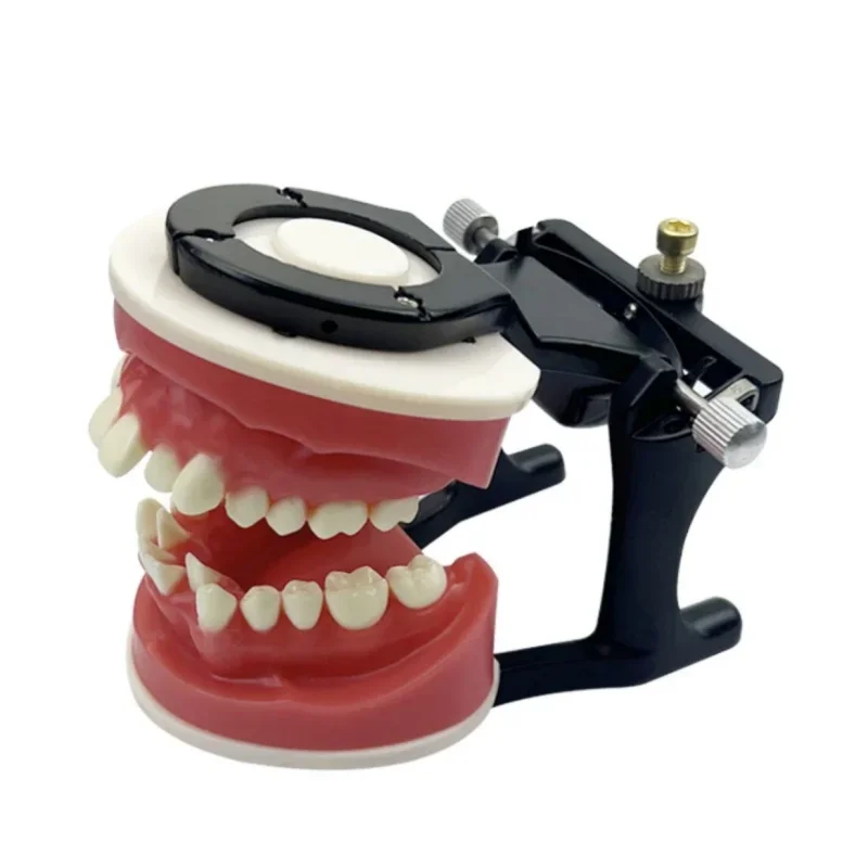 1Pcs/Box Dental Orthodontic Typodonts Model Gum Wax Embankment Teeth Practice Model Orthodontic Repositioning Molds for Teaching