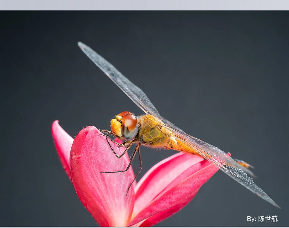 TTARTISAN 40mm F2.8 APS-C Makro-Kameraobjektiv für Insekten, Schmuck, Porträts, Stilleben, kompatibel mit Fuji XF, Sony A7RIII, Z, RF, M43 – Detail 17