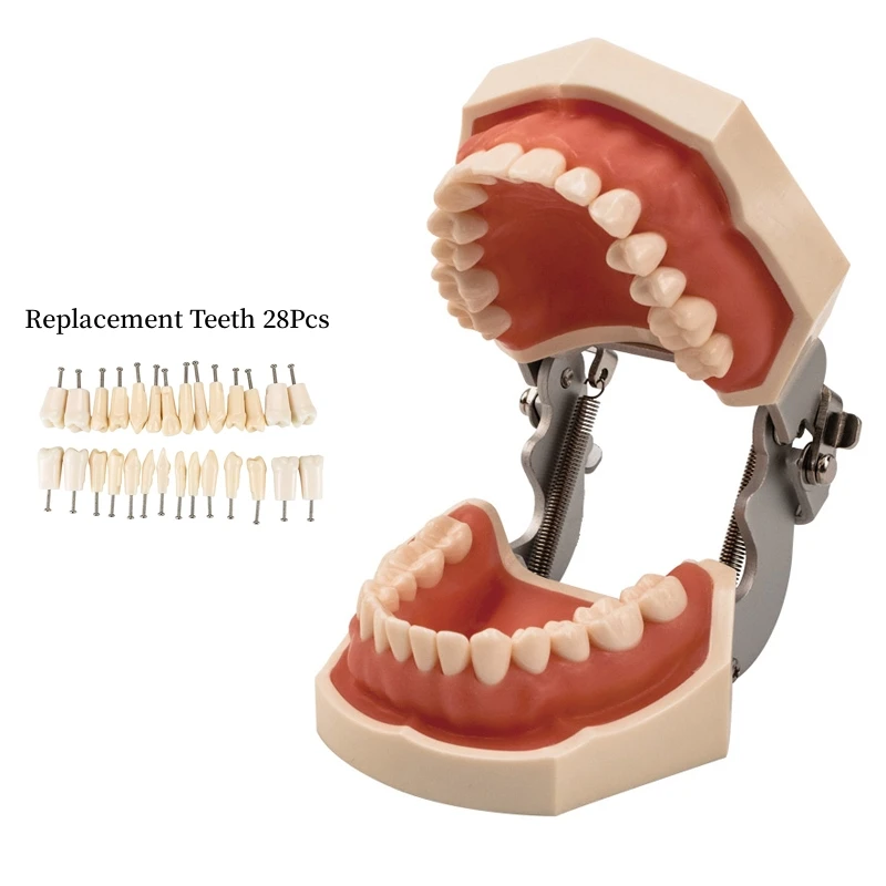 

Dental Teeth Model Teeth Teaching Model With Gum Standard Dental Typodont Model Removable Tooth Dentist Practice Studying Model