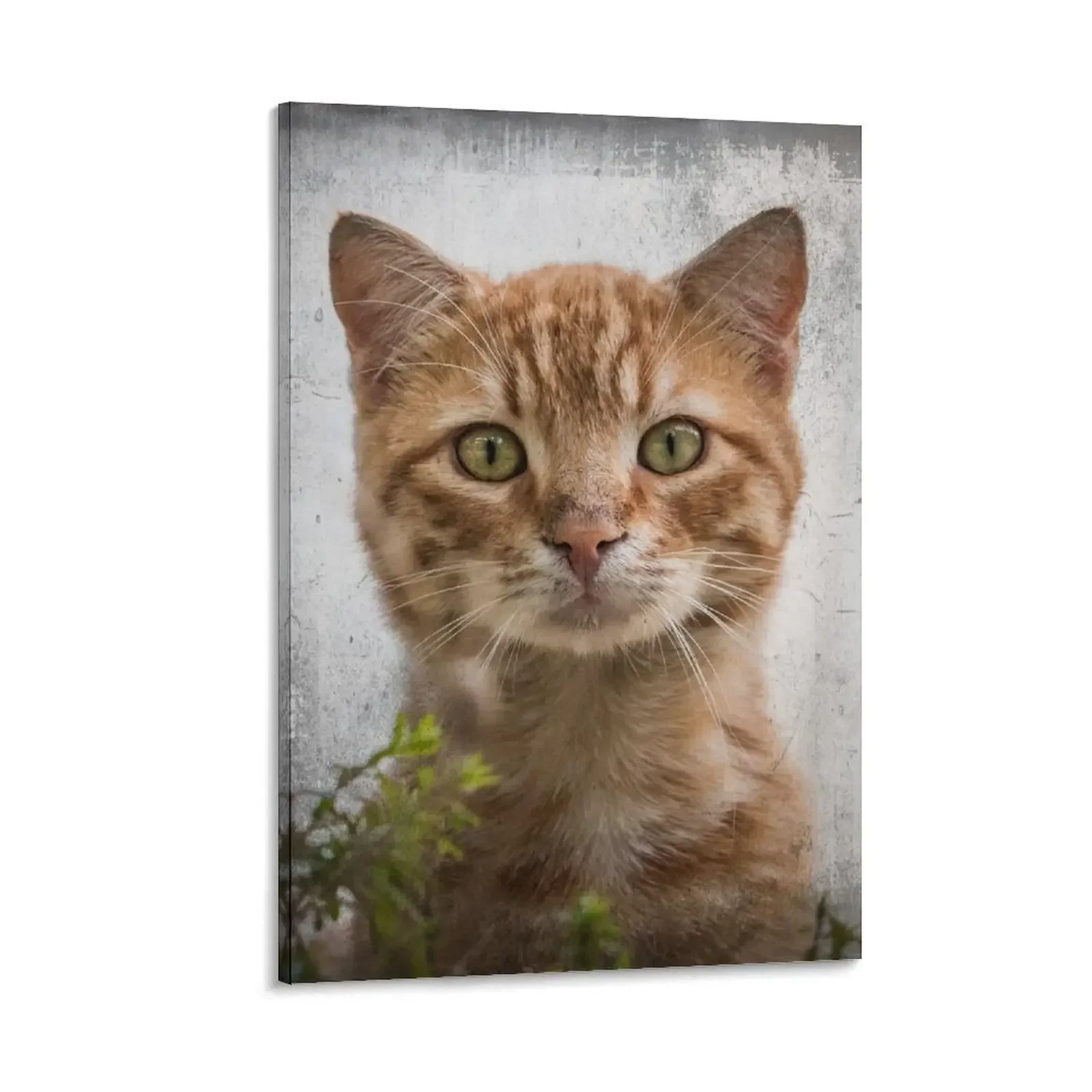 

Peek a Boo - Surprised Ginger Cat Canvas Painting poster anime Bedroom deco room decoration accessories