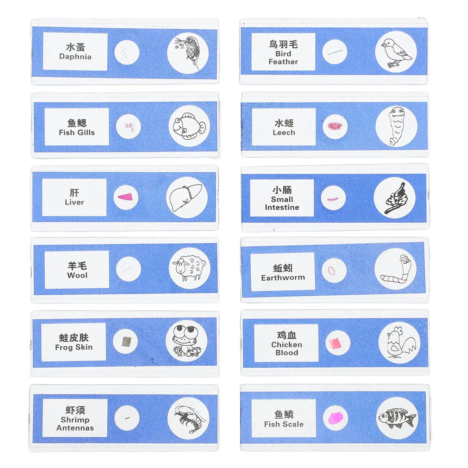 

Biological Sample Sections Microscope Tray Slides Kids for Prepared Accessories Laboratory Supplies