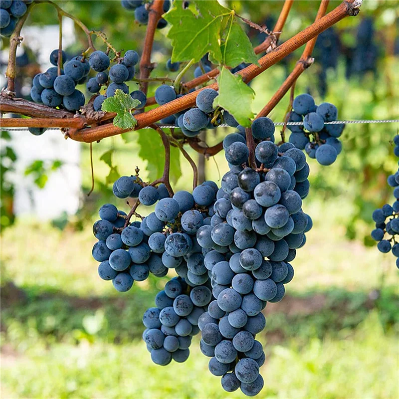 

F-F 1/16Inch X 500Feet Wire Rope Cable, Braided Wire Stranded Rope Outdoor Clothesline Aircraft Cable For Trellis