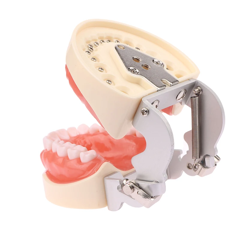 Modelo de enseñanza Dental de 32 dientes, modelo de dientes de ortodoncia Dental estándar para estudio educativo de odontología, 1 Uds.