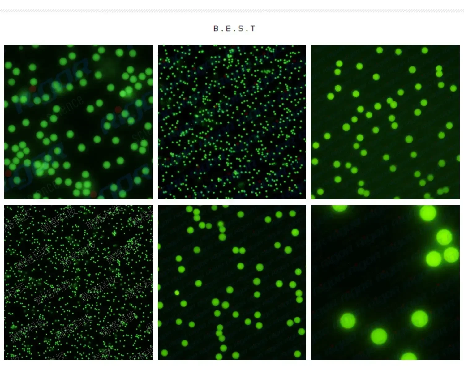 BMonodisperse Green Fluorescent Polystyrene Microspheres /PS Fluorescent Microspheres/micron and Nano Homogeneity/microplastics