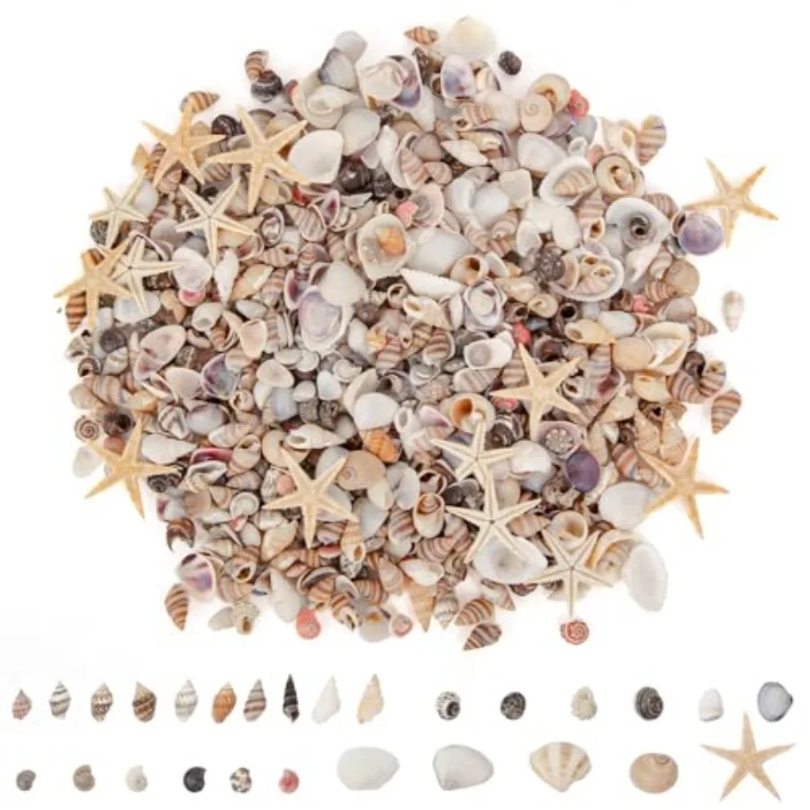 

JQAQJU 1000 PCS Mini Sea Shells Small Starfish Mixed, 20 Kinds of Tiny Seashells Bulk for Crafting, Beach Natural Spiral Conch