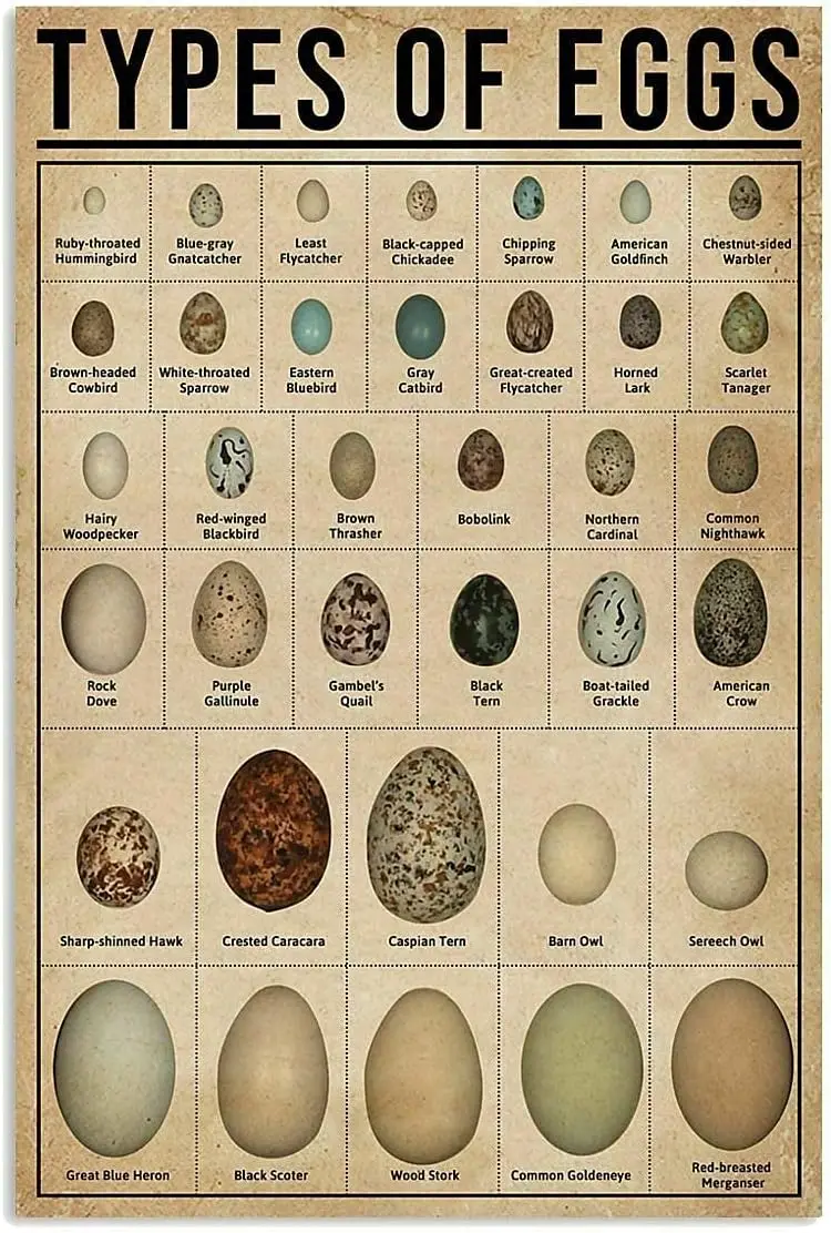 Types Of Eggs Metal Tin Signs Eggs Knowledge Retro Posters Farmhouse Science Wall Art Decor Home Kitchen Classroom Education Pla