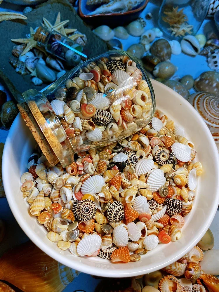 6 Kinds of Natural Ultra-small Shells and Conch Combinations Mini Shells, Conches and Starfish Gifts