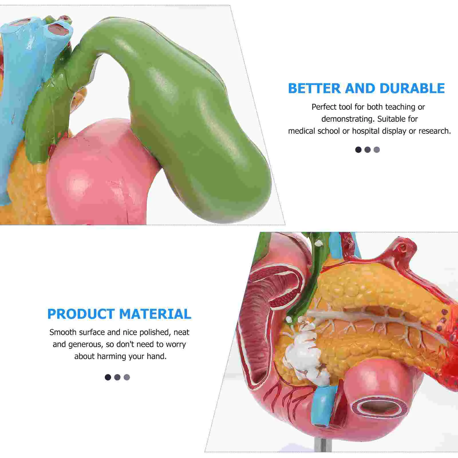 Pathological Model of Gallbladder Biological Teaching Instrument Anatomical Apparatus Models Pvc Human Pancreas Lesions