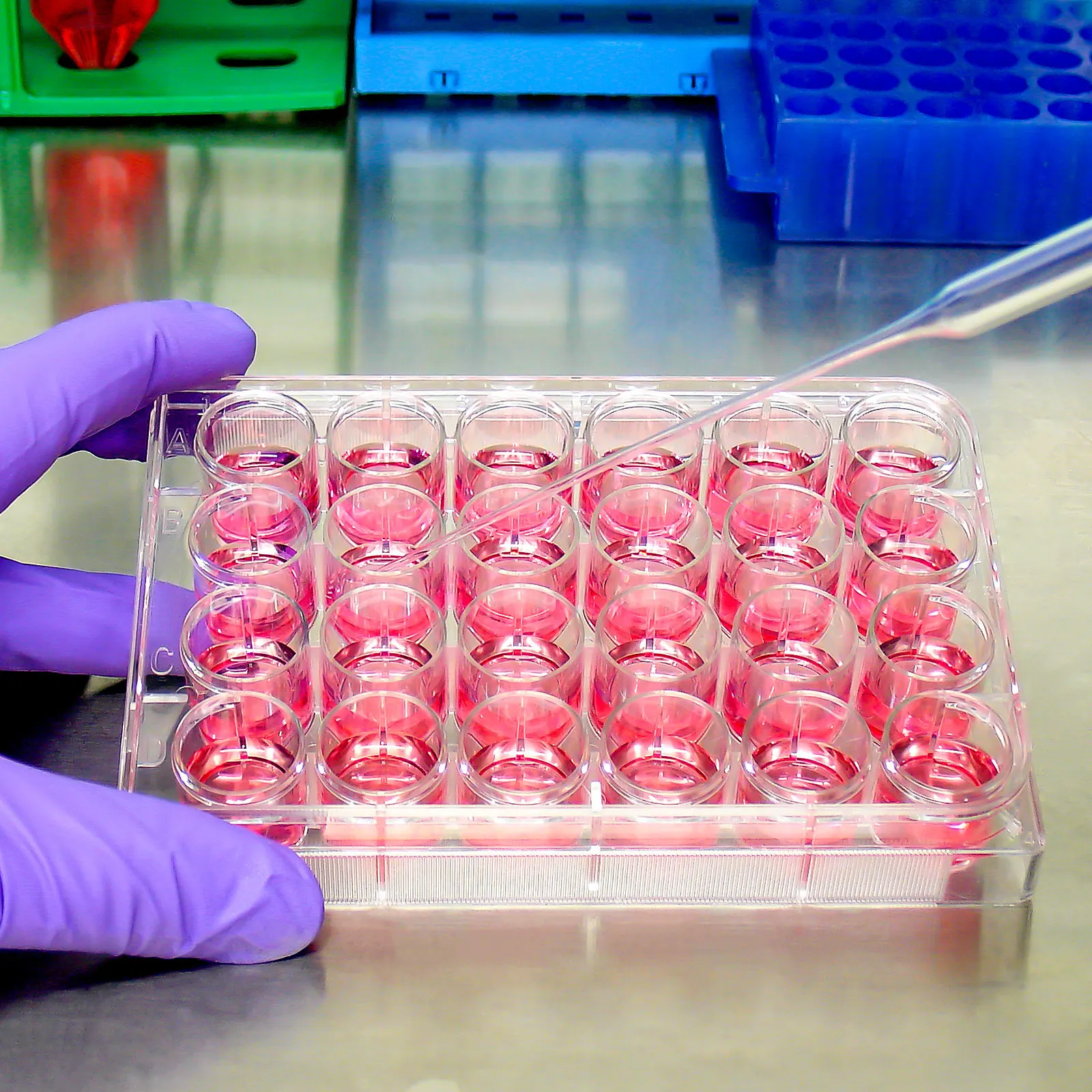 24 Well Cell Culture Plate Clear Plastic Culture Plate Grade Polystyrene Raised Rim Lid Evaporation Protection