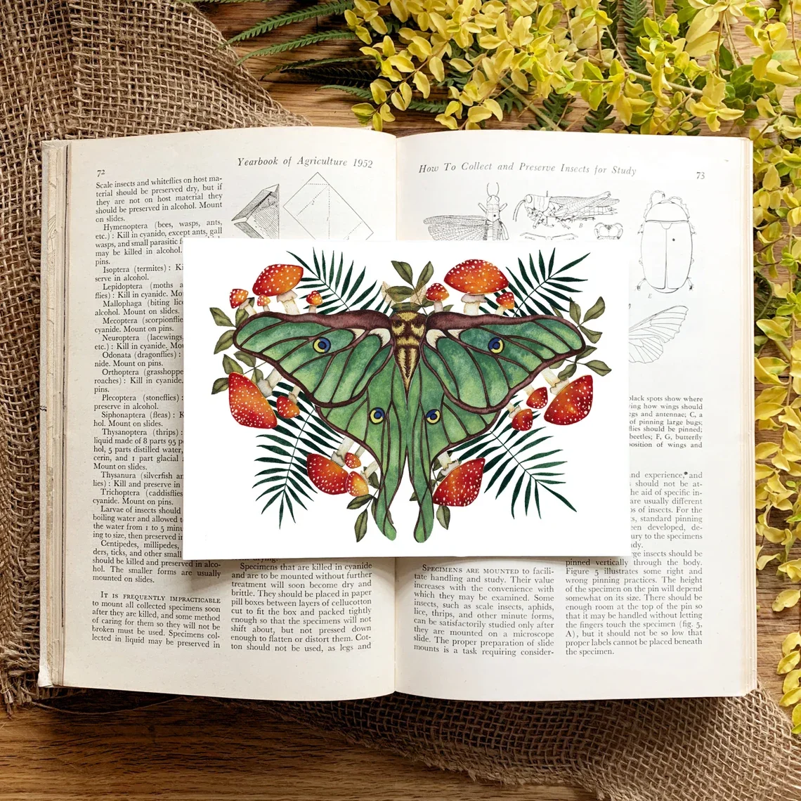 Impression d'art de champignon avec Luna Moth, décor CandaceFincher