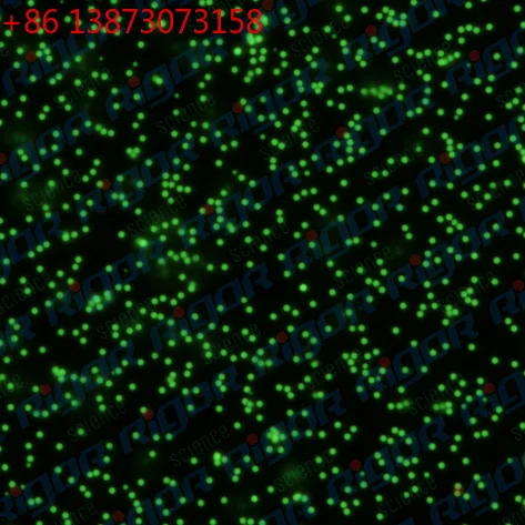 Monodisperse Green Fluorescent Polystyrene Microspheres /PS Fluorescent Microspheres/micron and Nano Homogeneity/microplastics