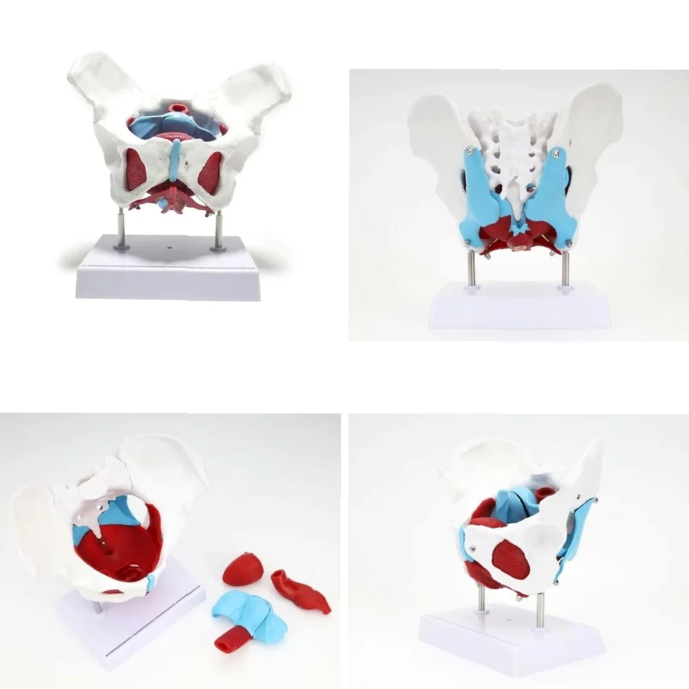 Female Pelvic Anatomy Model with Muscles & Organs, Medical Teaching Aid
