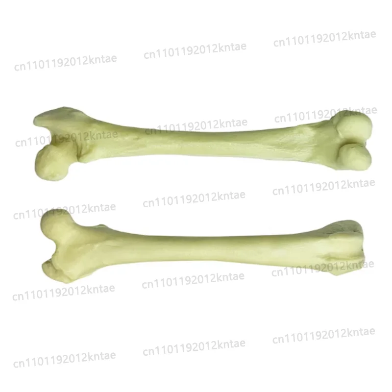 Dog femur Operation Practice ArtificialOrthopedic artificial bone animal bone Canine pet