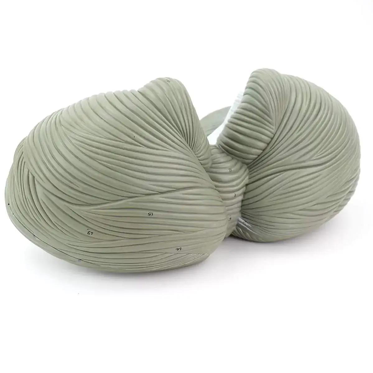 Modèle de Section Horizontale de Grossissement Cerévellaire du Cerveau Humain, Fuchsia Médical