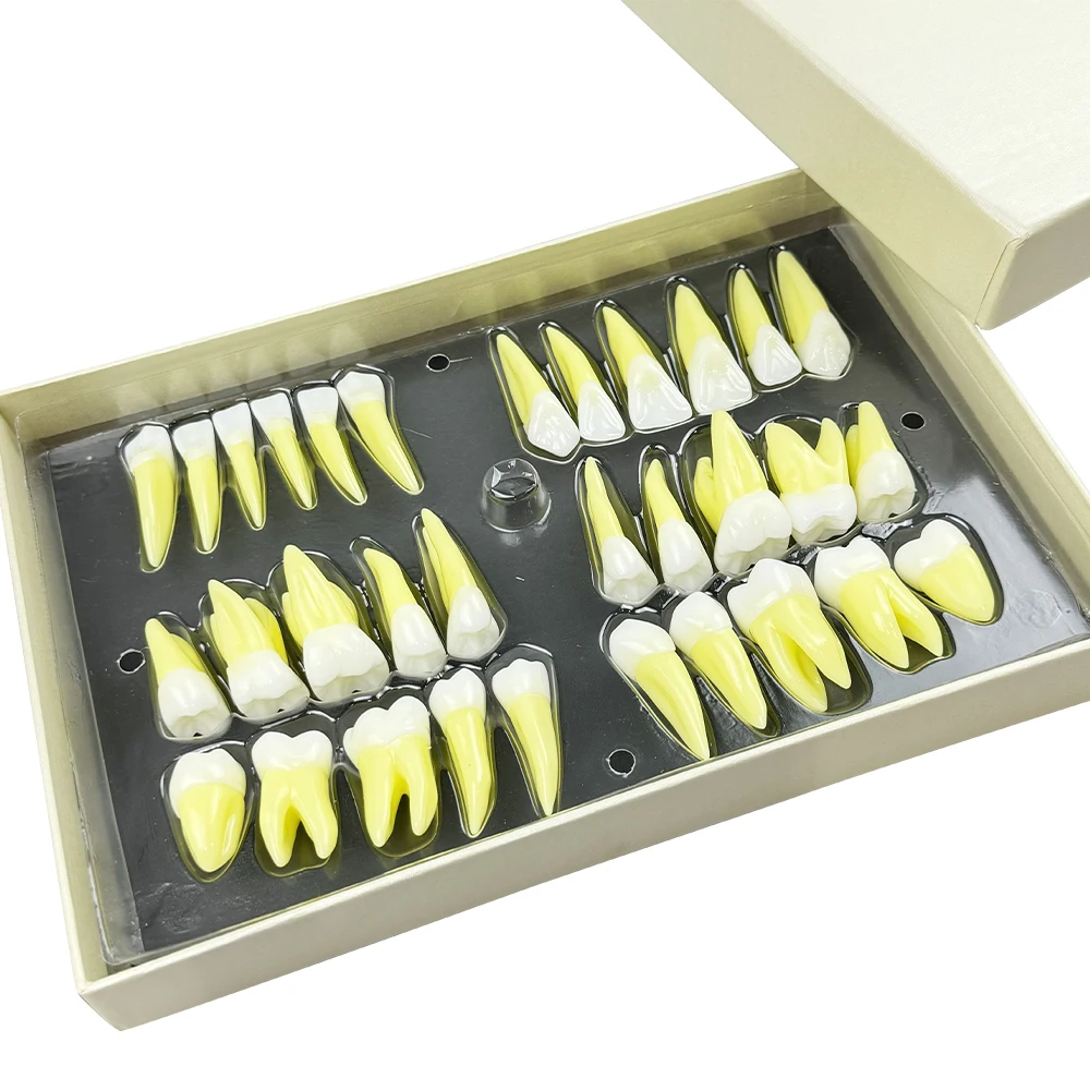 

32 шт./компл. стоматологическая модель для взрослых, модель постоянного зуба из смолы, 2,5 раз, имитация изолированных зубов, стоматологические обучающие лабораторные модели, демонстрационные модели