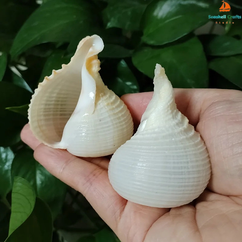 1 PC Natural Rapa Snail White Onion Shape Shell Perfect for Fish Tank Wedding Home Decor Beach Theme Party Conch Collection