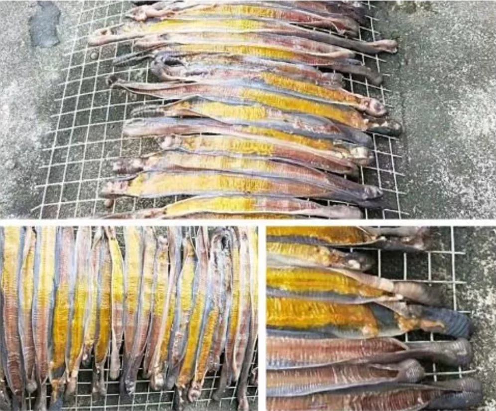 Mesin pembuka perut cacing tanah