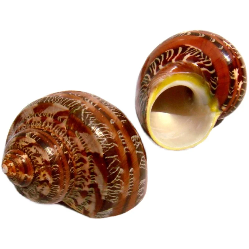 Turbante tapiz, turbante de ojos de gato, Concha Guwen natural y concha, ojo de gato, vieira y eremita de pescado