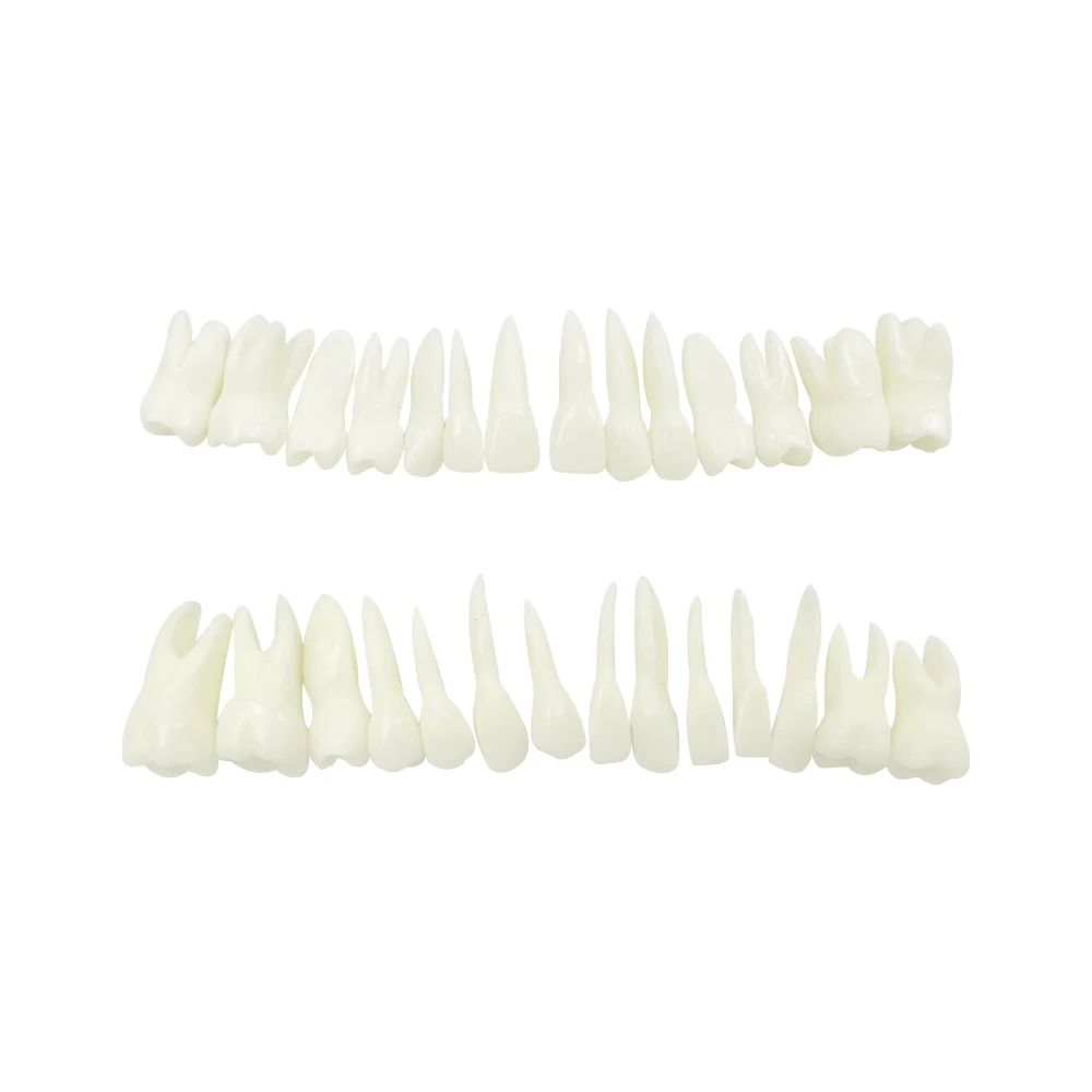 28pcs Dental Teeth Model Full Mouth Tooth Model Monochrome Permanent Teeth Model With Root Dentist Education Demonstration Tool