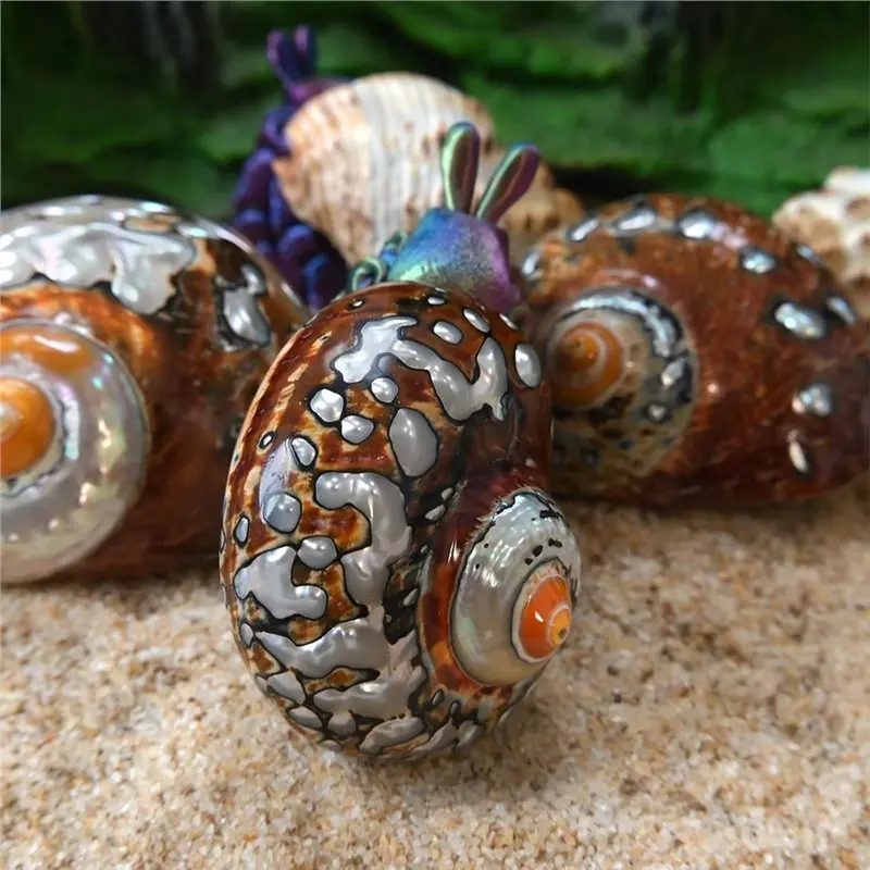N96R Shells For Beach Theme Decoration- 2Pcs Hermit Crab Shells Medium To Large, Shiny Natural Turbo Sea Shell Seashell