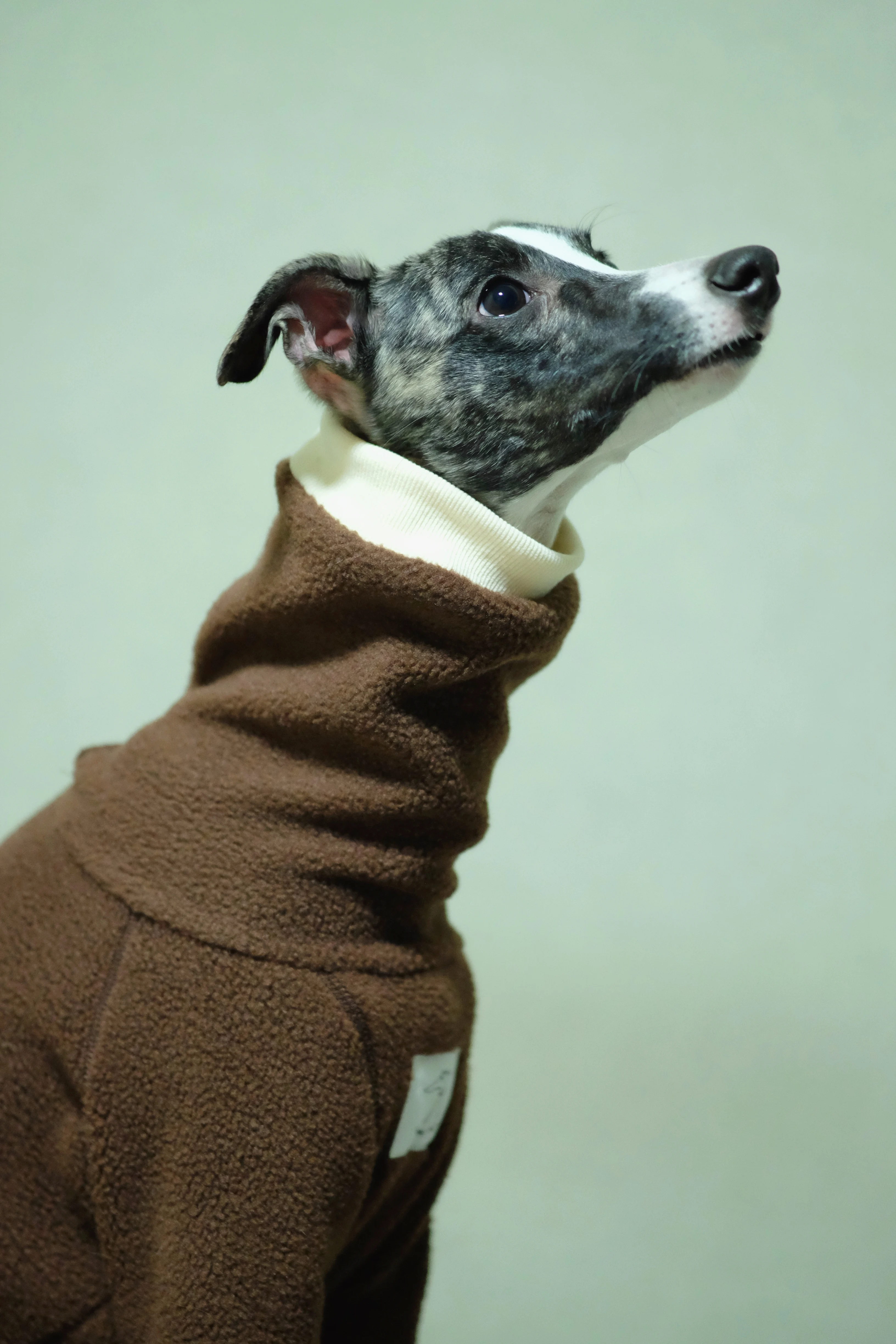 Włoska odzież zimowa greyhound kombinezon whippet/ubrania dla psów/garound Jammies/bluza whippet