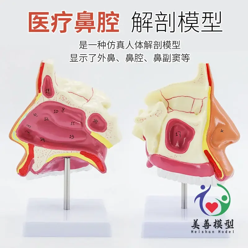 A Human Nasal Cavity, Nose Anatomy Model, Pharynx, Oronasal Sagittal Anatomy Model, Otolaryngology Facial Features Teaching Mode