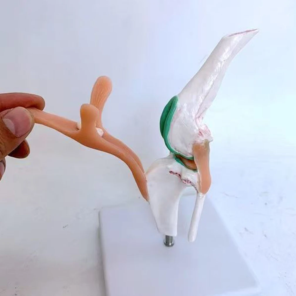 

Модель скелета коленного сустава собаки с функциональной моделью связок для ветеринарных исследований и обучения