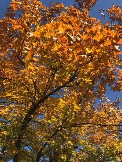 Kit de pneus en caoutchouc de 100mm de diamètre, 4 pièces, pour Trxs Tamiya Losi Hub e-revo 1/12/14/16/18 RC camion voiture pneus réparation mise à niveau accessoires