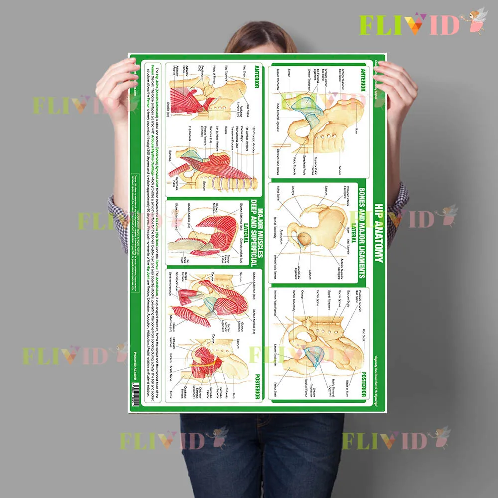 Human Joint Anatomy Educational Canvas Painting, Knee Elbow Spine Foot Muscle Wall Art,Clinic & Gym Decor Poster Print Unframed