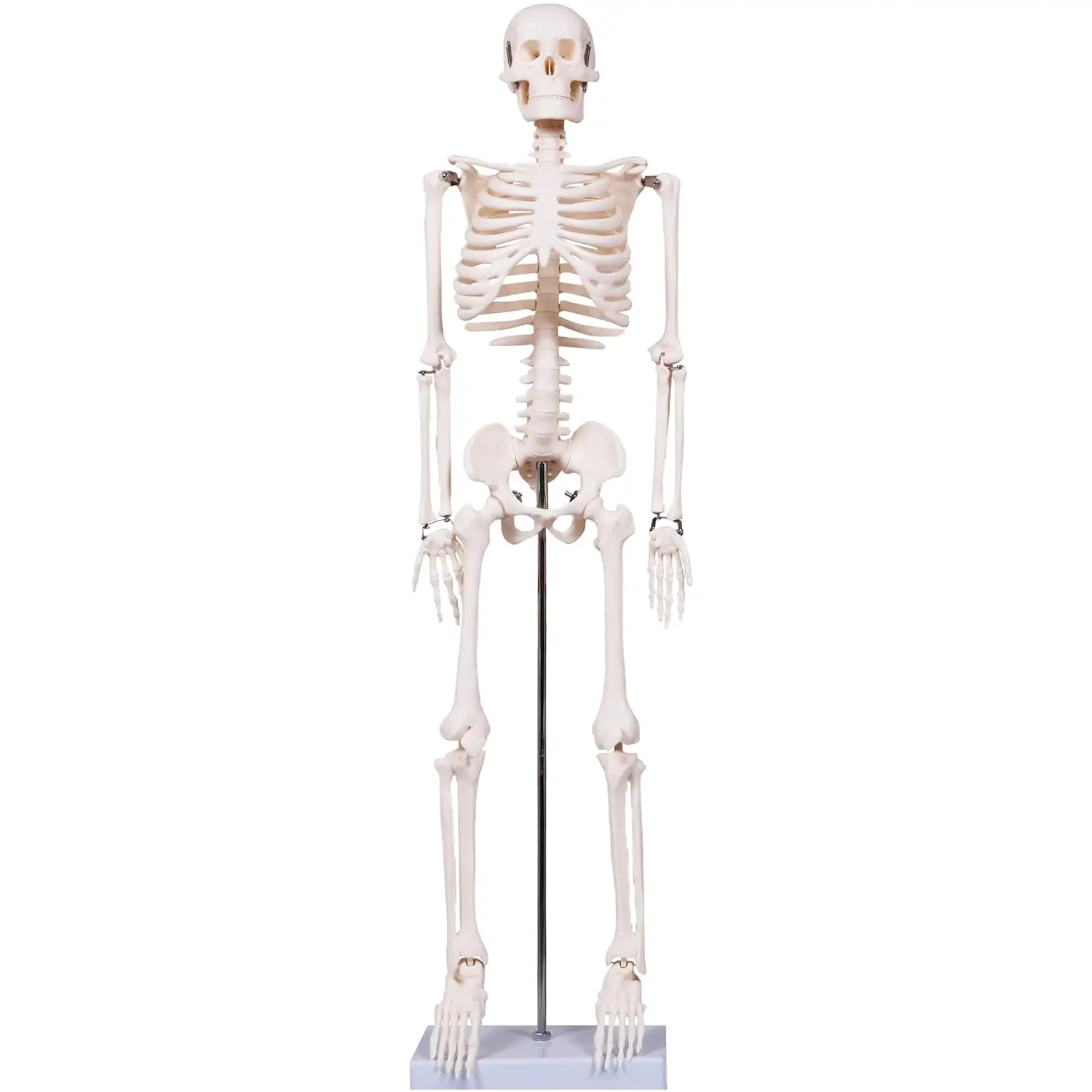

33.4'' Human Skeleton Model with Metal Stand, Removable Limbs for Anatomy Study & Halloween Decor
