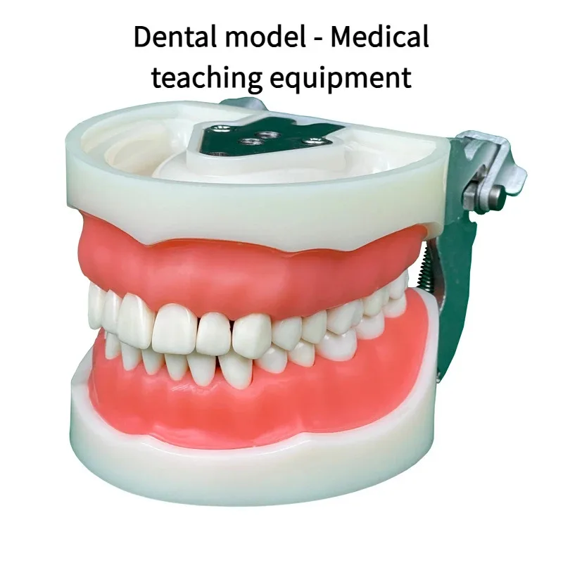 

Dental Oral Preparation Practice Gingival Retraction Restoration Practical Aids Full Mouth 32 Detachable Premium Model