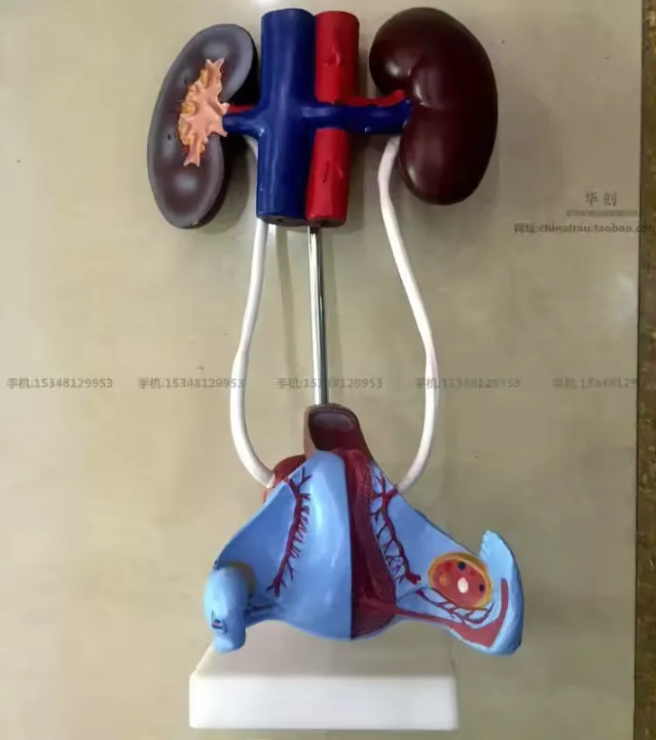 Female male medical man women human Visceral anatomy model medical Genitourinary system model  education training urinary system