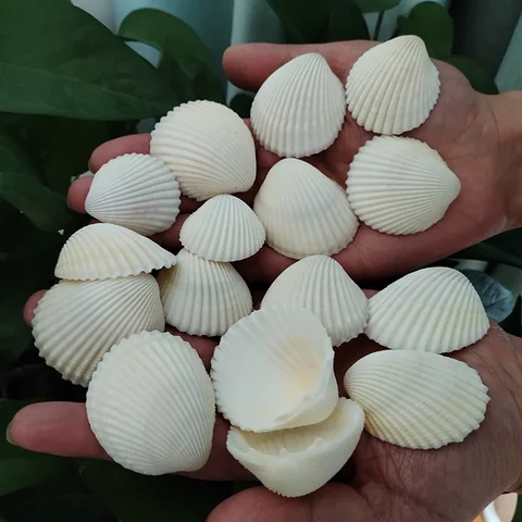 DIY 공예용 천연 사자 발 조개, 흰색 가리비 조개, 인어 해변 웨딩 홈 장식, 어항 4-6cm, 20 개