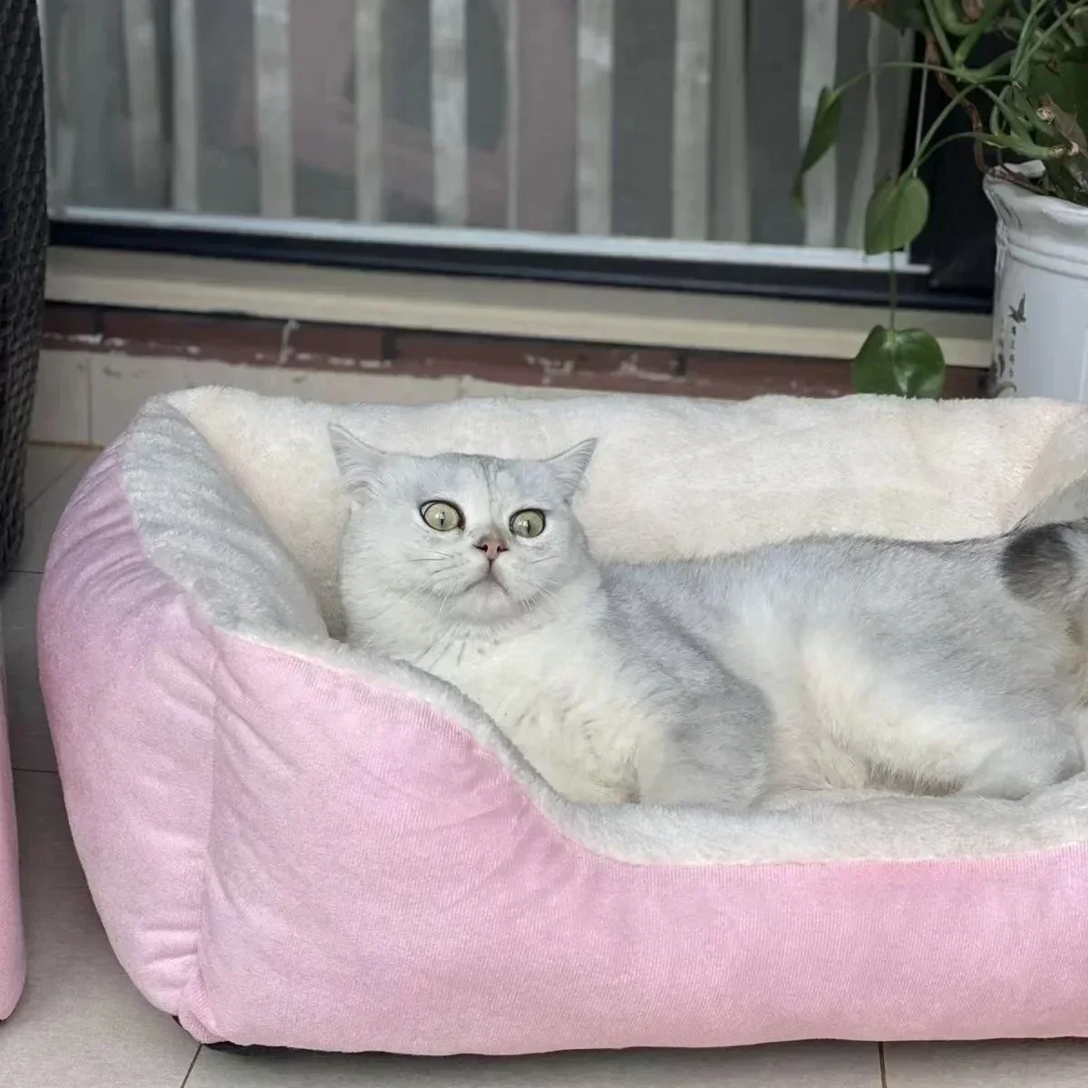 Bed For Cat Pet Products Cushions Kitten Good Comfortable Dog House Supplies Things Accessory Basket Warm House Beds For Winter