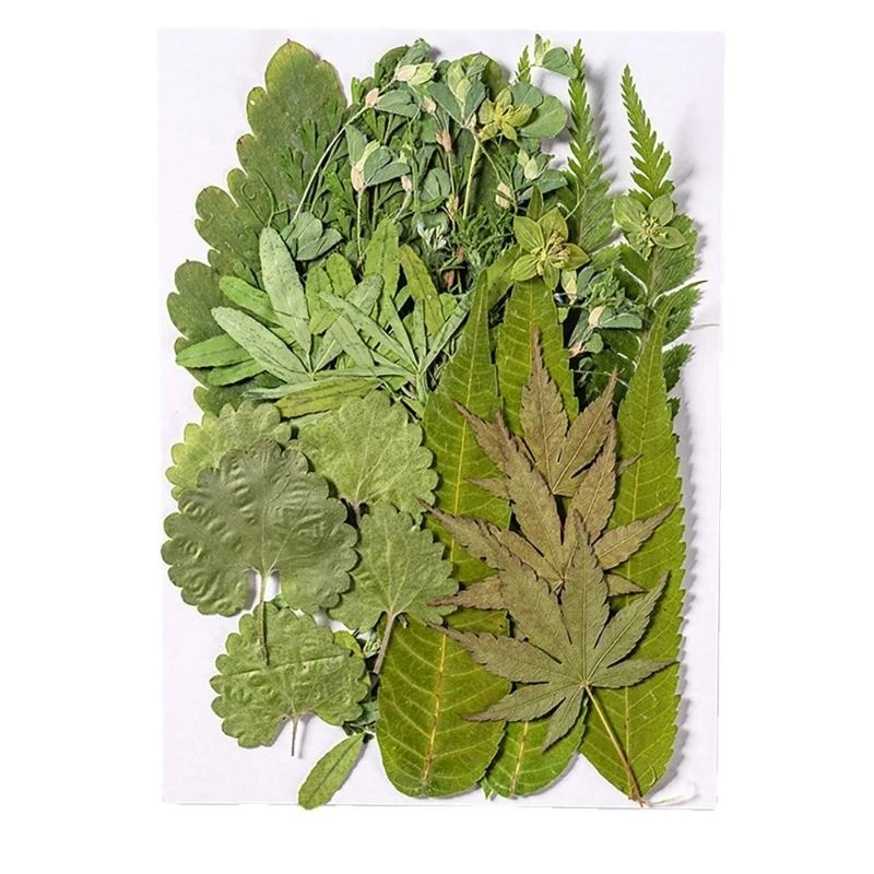 

35Pcs Natural Pressed Dried Leaves Set For Candle Making Jewelry Making Art Craft Bookmarks Crafting Scrapbooking 15UB