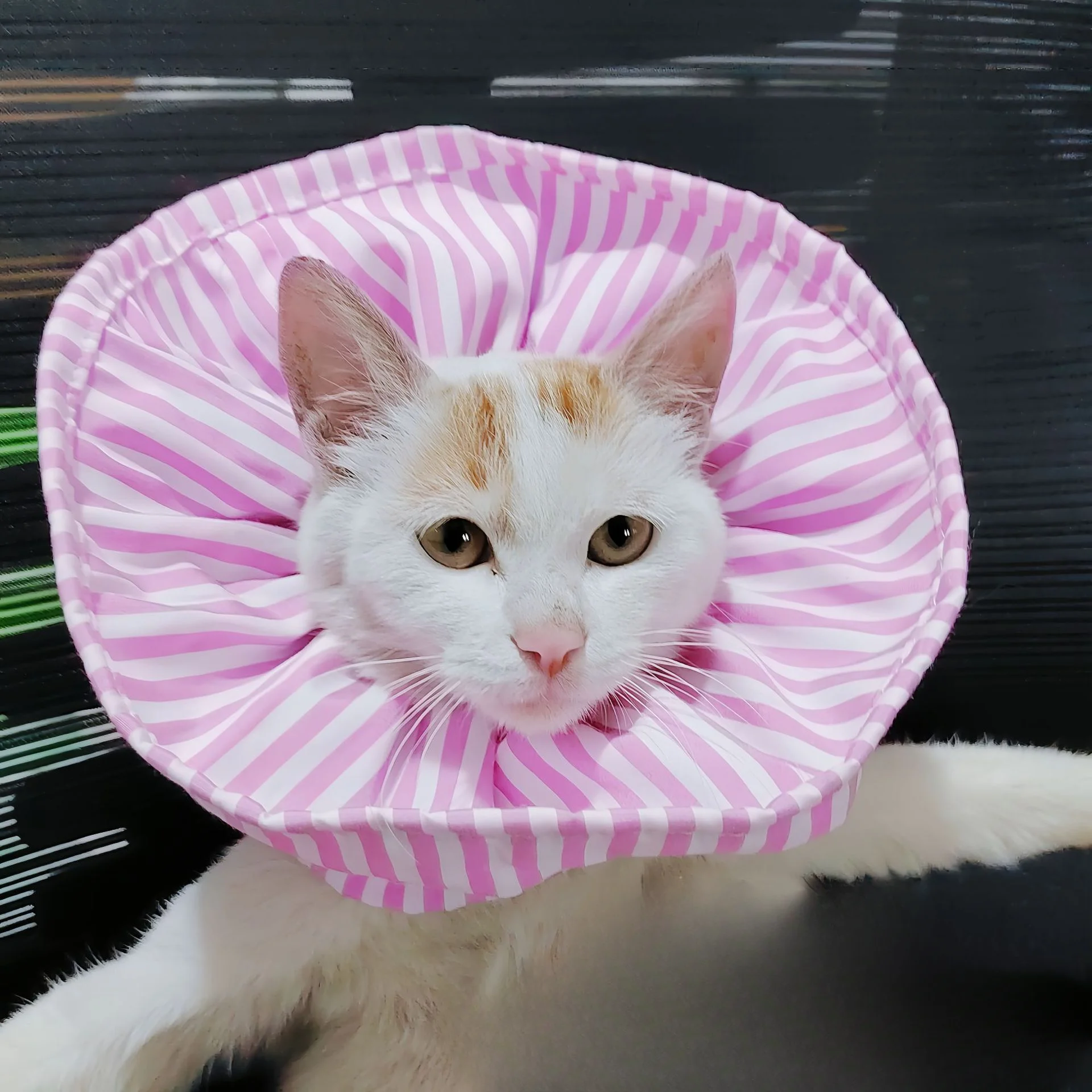 Pet Supplies Elizabeth Hoop Neck Cover for Sterilization Insect Repellent Anti Lick Cat and Dog Scars Essential for Home Use