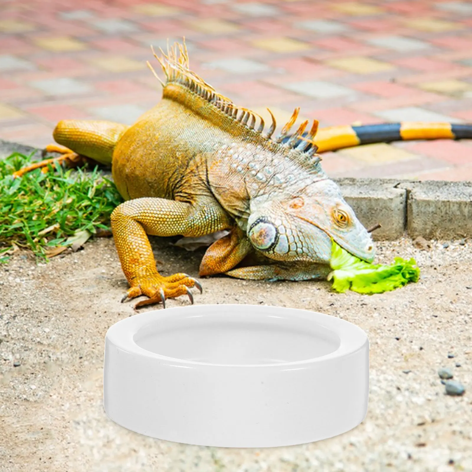 

Набор из 2 керамических мисок для рептилий: утолщенные круглые чаши для корма и воды для мелких рептилий, защита от проливания, легко моются