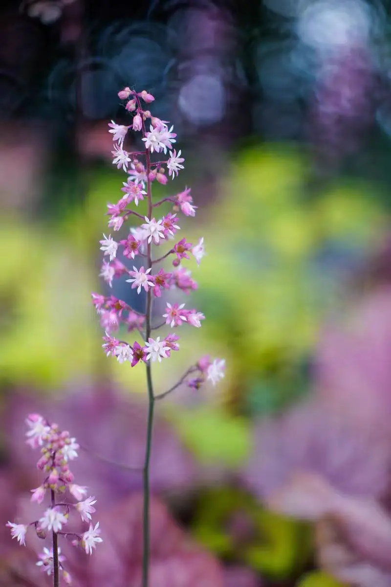 Naturalne filtry miękkie 82/72/67mm Fantasy Tajemnicze Zawrotnie mgliste Twist facula vortex wirujący bokeh tła efekt marzeń filtr