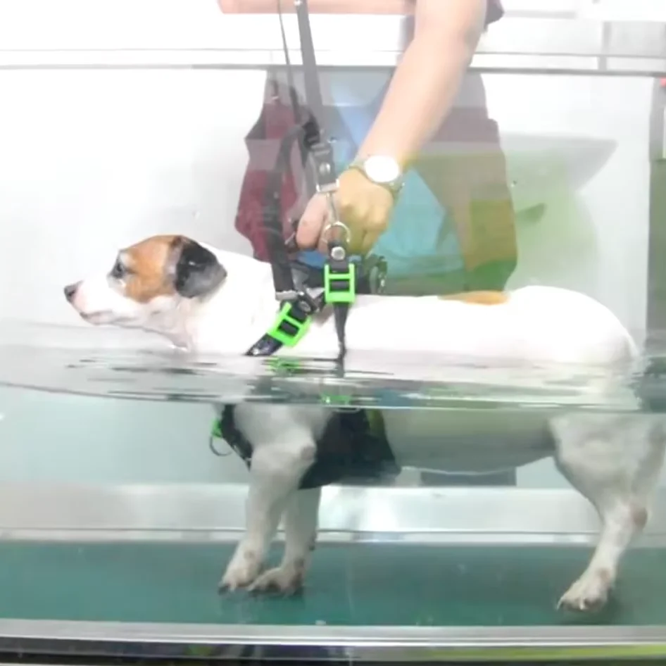 Pet Training Rehabilitation Underwater Treadmill Dog Training Equipment Water Treadmill Dogs Hydrotherapy